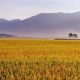 谷禾